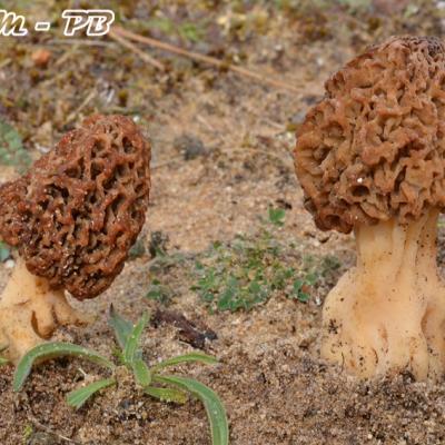 Morchella Dunensis3