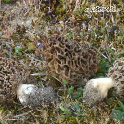 Morchella Dunensis