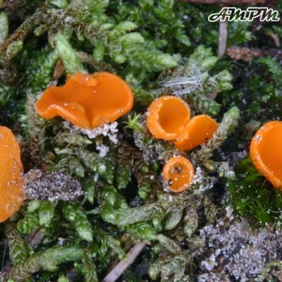 Neottiella Rutilans2