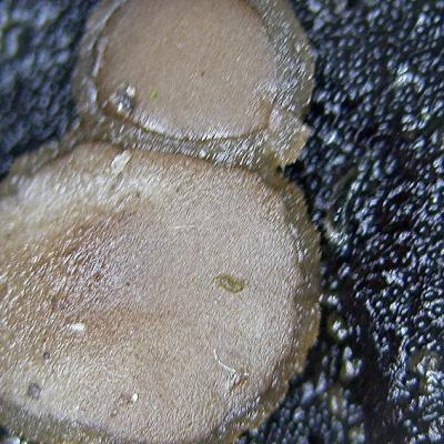 Pachyella Babingtonii 10062