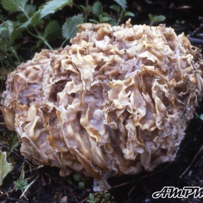 Peziza Proteana Var Sparassoides