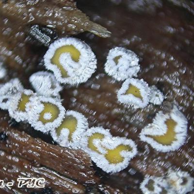 Proliferodiscus Pulveraceus 10056