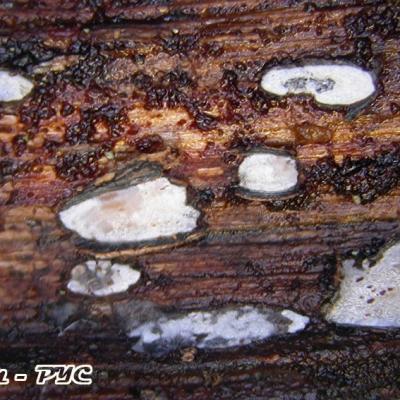 Propolis Versicolor Var Versicolor 10040