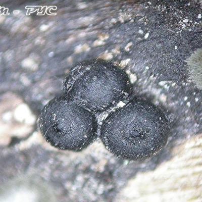 Rosellinia Britannica 11033