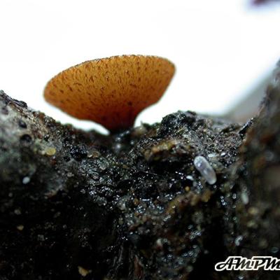 Rutstroemia Firma 09031