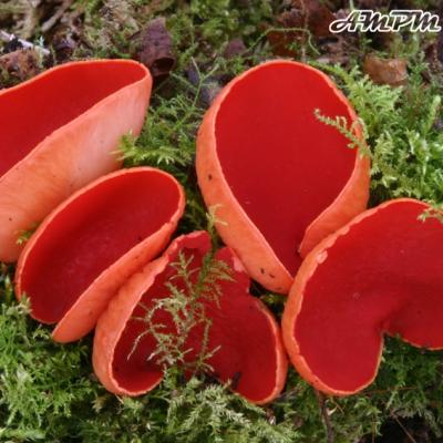 Sarcoscypha Austriaca2