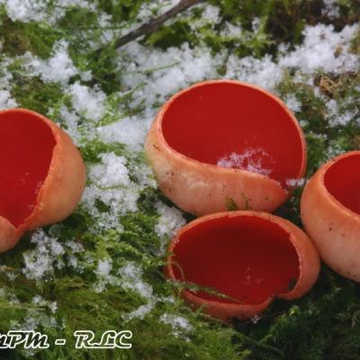 Sarcoscypha Austriaca