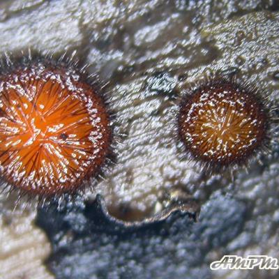 Scutellinia Olivascens 11014