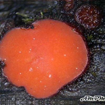 Scutellinia Olivascens1 11014