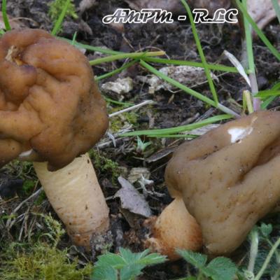 Verpa Digitaliformis