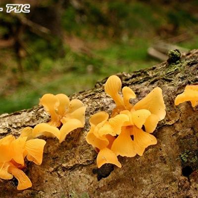 Guepiniopsis Buccina1