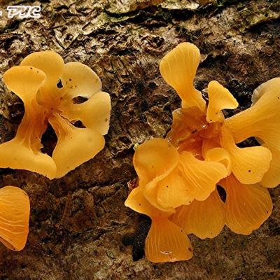 Guepiniopsis Buccina2