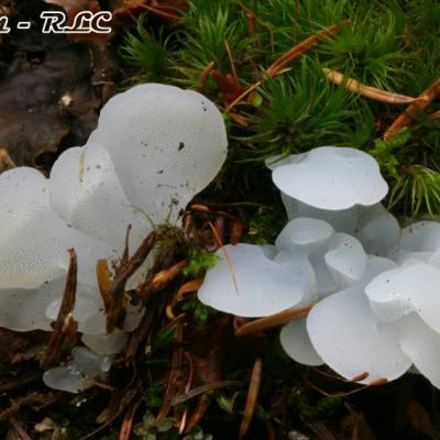 Pseudohydnum Gelatinosum