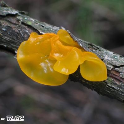 Tremella Mesenterica
