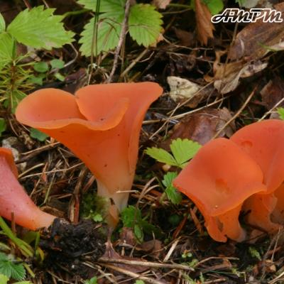 Tremiscus Helvelloides