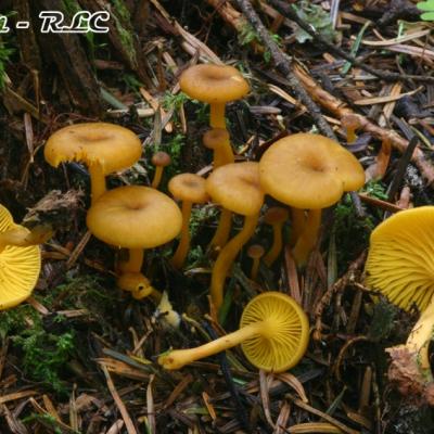 Gerronema Chrysophyllum