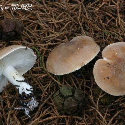 Leucopaxillus Amarus