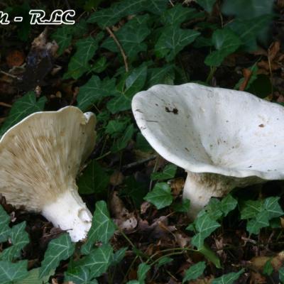 Leucopaxillus Giganteus