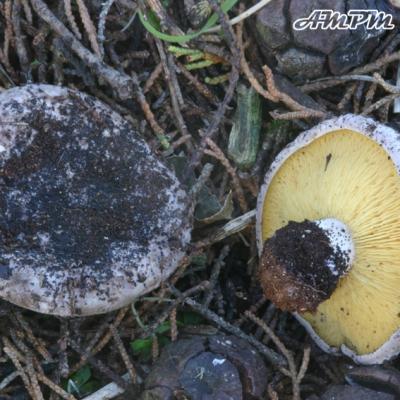 Lyophyllum Hypoxanthum