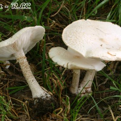 Melanoleuca Verrucipes