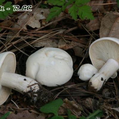 Calocybe Gambosa