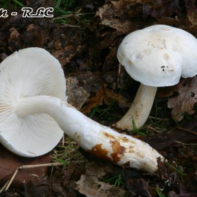 Tricholoma Album