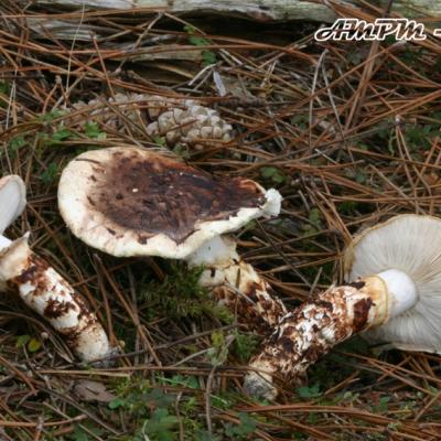 Tricholoma Caligatum2