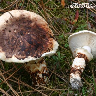 Tricholoma Caligatum