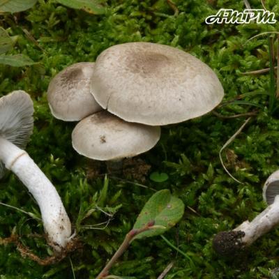 Tricholoma Cingulatum