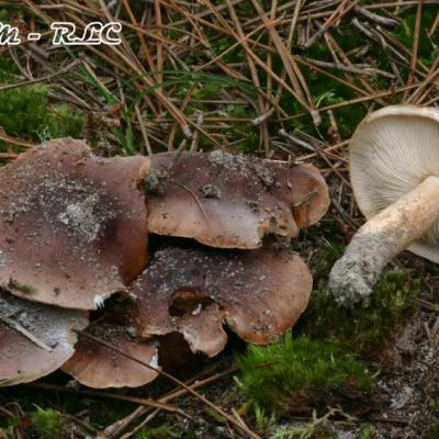 Tricholoma Pessundatum2