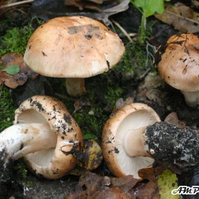 Tricholoma Populinum