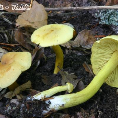 Tricholoma Sulfureum