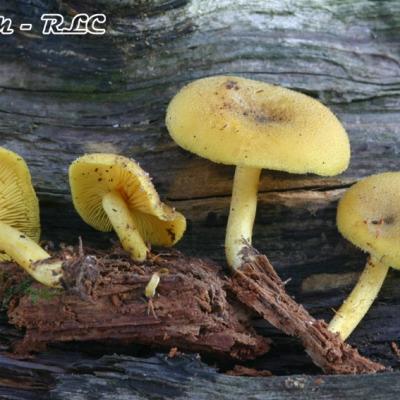 Tricholomopsis Decora