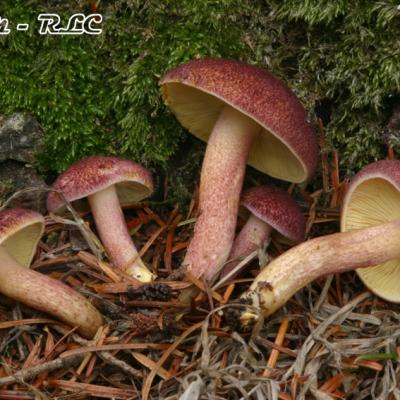 Tricholomopsis Rutilans