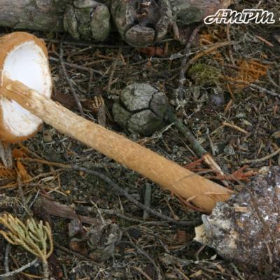 Battarraea Phalloides