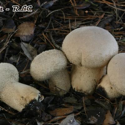 Calvatia Excipuliformis