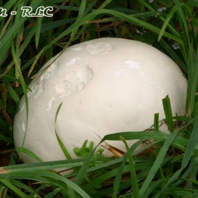 Langermannia Gigantea2