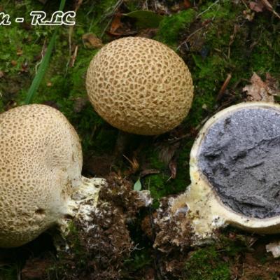 Scleroderma Citrinum