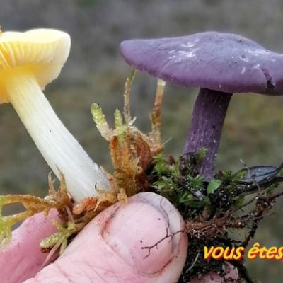 2019 11 17 Plouharnel 13 20191206 2054074125