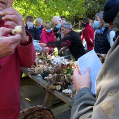 Forêt de Camors 27/09/2020