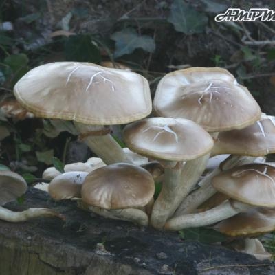 Agrocybe Aegerita