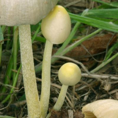 Bolbitius Vitellinus2