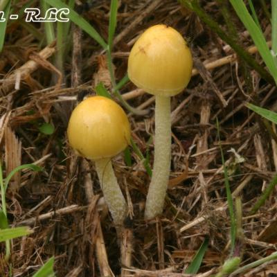 Bolbitius Vitellinus