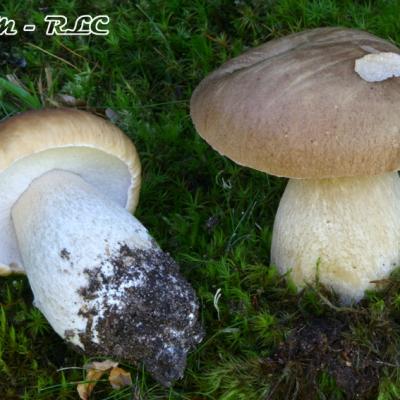 Boletus Aestivalis