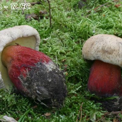 Boletus Calopus