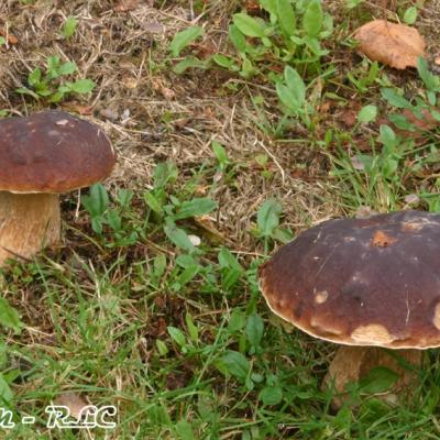 Boletus Edulis