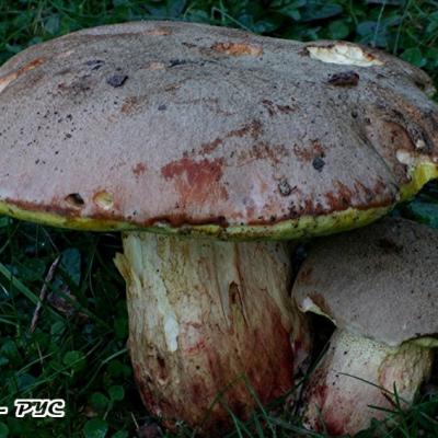 Boletus Impolitus2