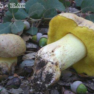 Boletus Impolitus