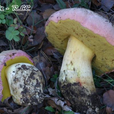 Boletus Pulchrotinctus2
