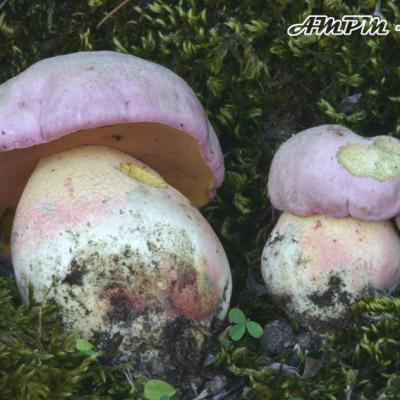 Boletus Pulchrotinctus